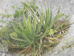 Agave difformis