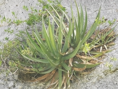 Agave difformis