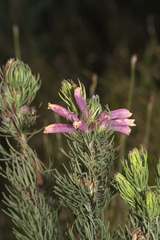 Erica viscaria