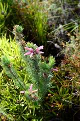 Erica viscaria