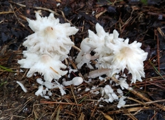 Leucocoprinus cretaceus