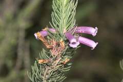Erica viscaria