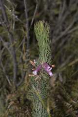 Erica viscaria
