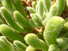Drosanthemum framesii