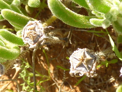 Drosanthemum framesii