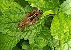 Peripolus