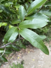 Uvaria caffra