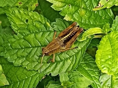 Peripolus