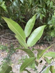 Uvaria caffra