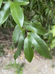 Uvaria caffra