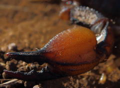Opistophthalmus carinatus