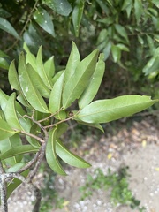 Uvaria caffra