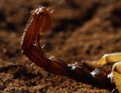 Opistophthalmus carinatus