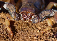 Opistophthalmus carinatus