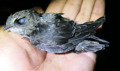 Apus affinis theresae