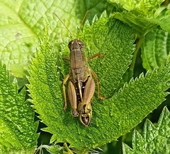 Peripolus