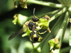 Ancistrocerus biphaleratus
