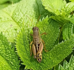 Peripolus