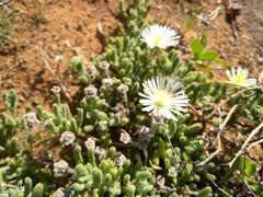 Drosanthemum framesii