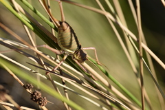 Ephippiger discoidalis