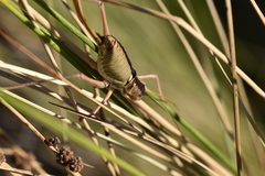 Ephippiger discoidalis