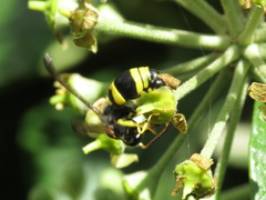 Ancistrocerus biphaleratus