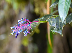 Palicourea amethystina