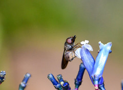 Rhingia longirostris