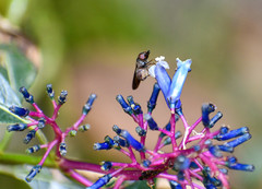 Palicourea amethystina