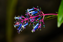 Palicourea amethystina