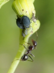 Anoplolepis steingroeveri