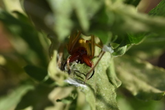 Cheiracanthium punctorium