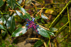 Palicourea amethystina