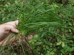 Carex montana