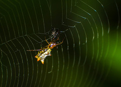 Micrathena rubicundula