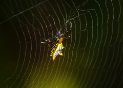 Micrathena rubicundula