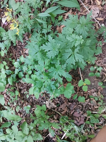 prilbica pestrá (Aconitum variegatum)