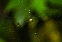 Micrathena rubicundula