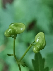 Aconitum variegatum