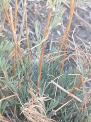 Artemisia marschalliana