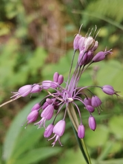 Allium carinatum pulchellum