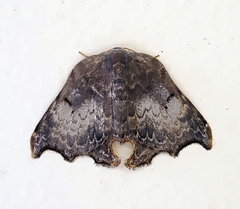 Thymistida tripunctata