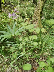 Allium carinatum pulchellum