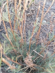 Artemisia marschalliana