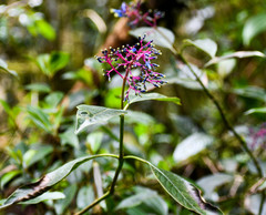Palicourea amethystina