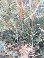 Artemisia marschalliana