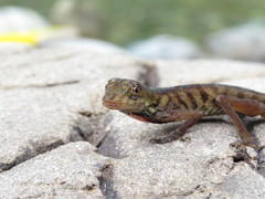 Anolis maculiventris