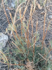 Artemisia marschalliana