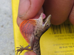 Anolis maculiventris