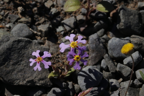 Image of Zaluzianskya violacea by (c) Karen Eichholz, some rights reserved (CC BY)